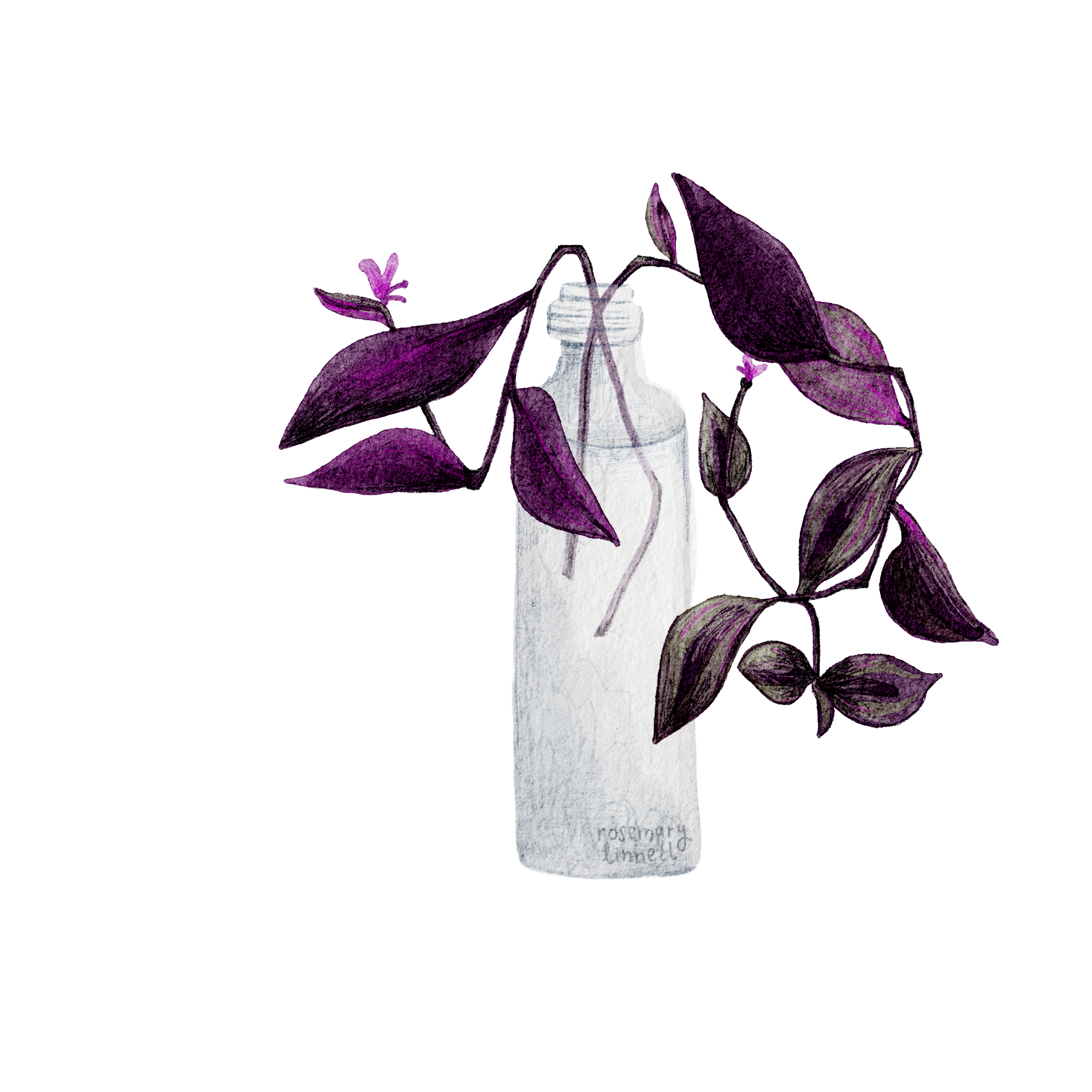 a purple plant in a small glass bottle