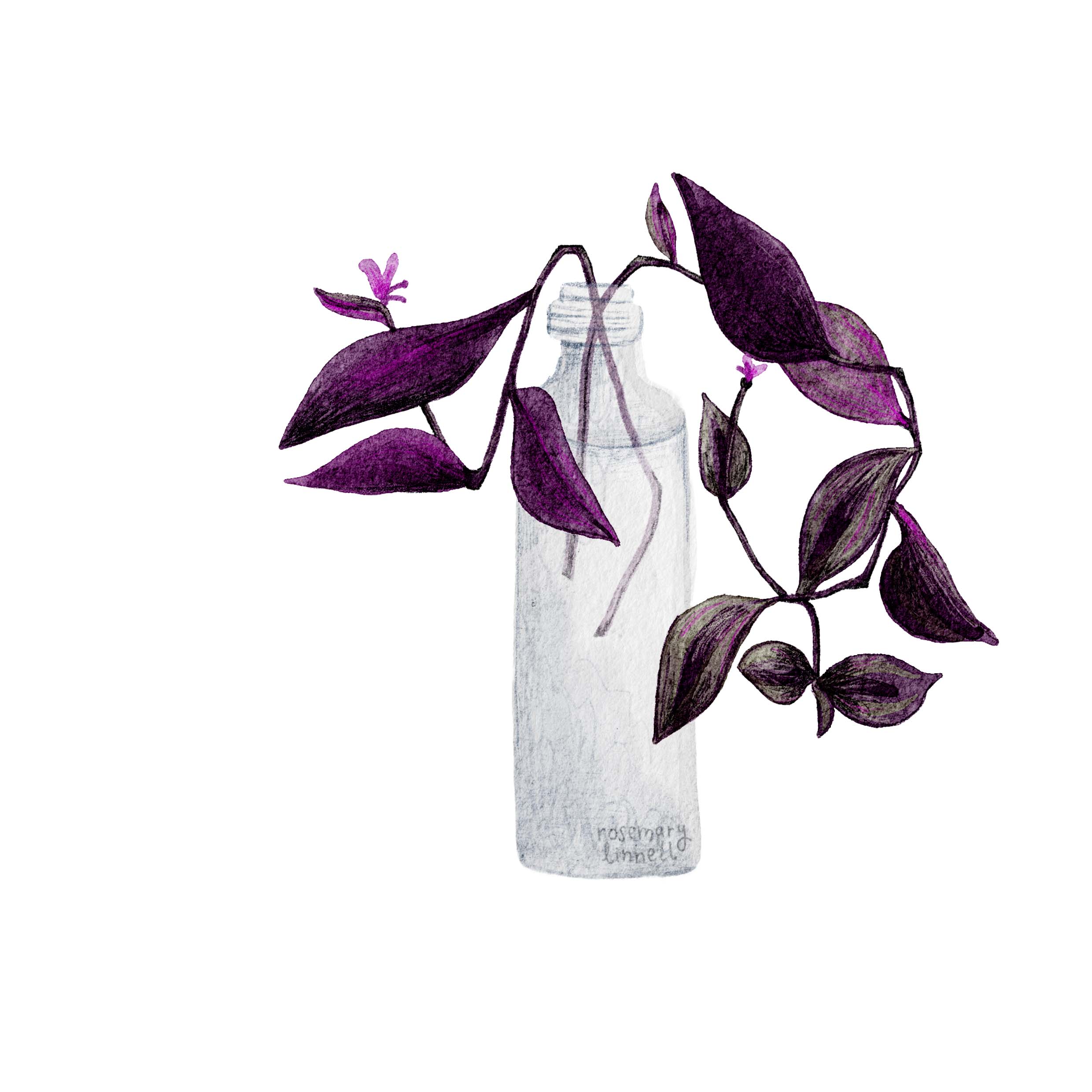a purple plant in a small glass bottle